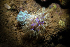 Conglomeratusclera coerulea