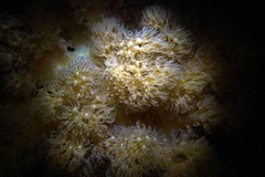 Conglomeratusclera coerulea
