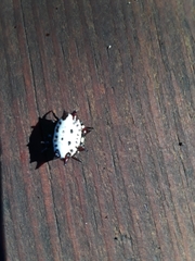 Gasteracantha cancriformis