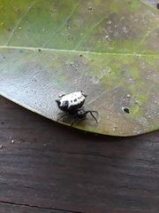 Gasteracantha cancriformis