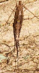Pedetontus saltator
