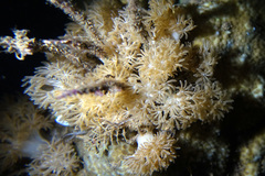 Conglomeratusclera coerulea