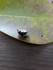 Gasteracantha cancriformis