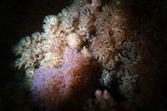 Conglomeratusclera coerulea