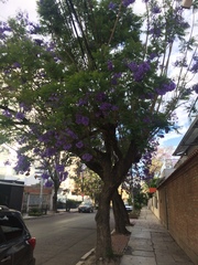 Jacaranda mimosifolia