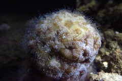 Scleractinia
