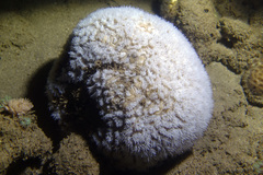 Scleractinia