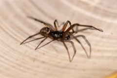 Steatoda nobilis