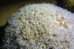 Scleractinia