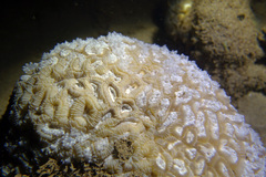 Scleractinia