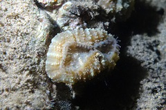 Scleractinia