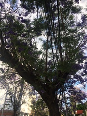 Jacaranda mimosifolia