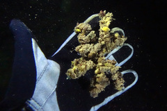 Camposcia retusa
