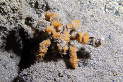 Camposcia retusa