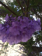 Jacaranda mimosifolia