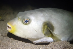 Arothron immaculatus