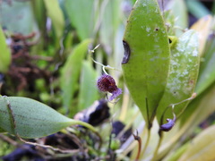 Stelis villosa