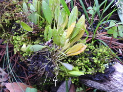 Stelis villosa