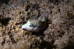Canthigaster bennetti