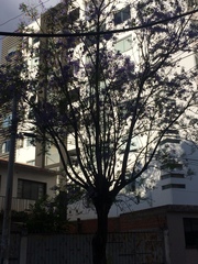 Jacaranda mimosifolia