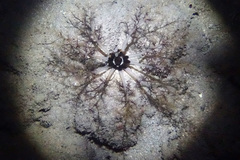 Holothuroidea