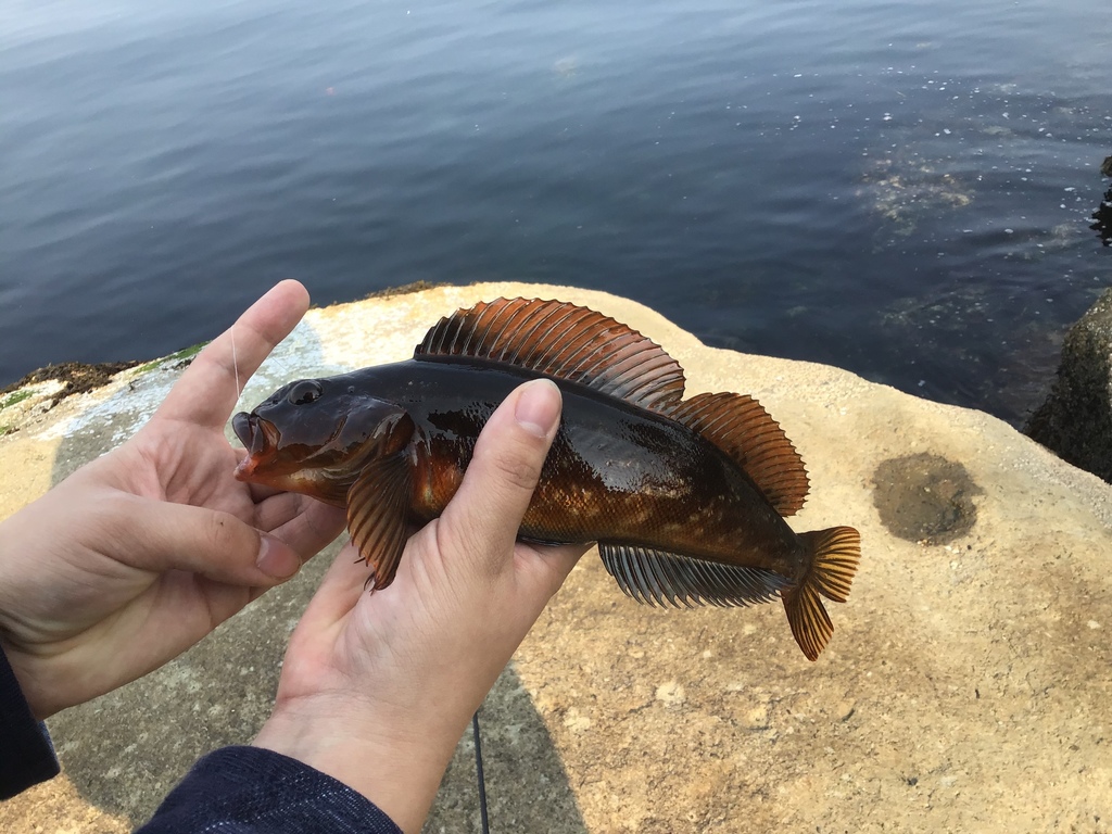 whitespotted greenling