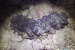 Holothuroidea