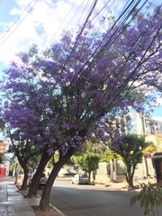 Jacaranda mimosifolia