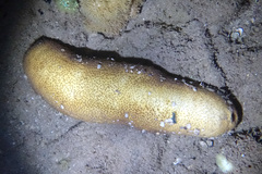 Holothuroidea