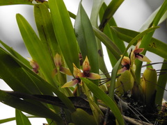 Maxillaria cucullata