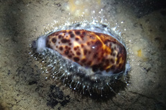 Cypraea tigris