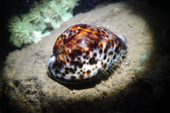 Cypraea tigris