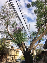Jacaranda mimosifolia