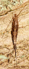 Pedetontus saltator