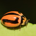 Striped Ladybird - Photo (c) Dianne Clarke, some rights reserved (CC BY-NC), uploaded by Dianne Clarke