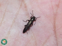 Acropteron