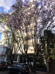 Jacaranda mimosifolia