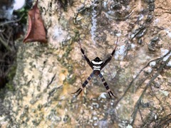 Argiope reinwardti