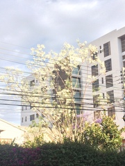 Jacaranda mimosifolia