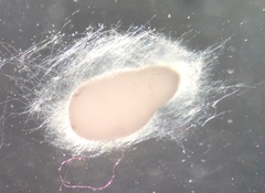 Phytopythium
