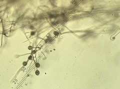 Phytopythium