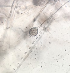 Phytopythium