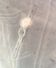 Phytopythium