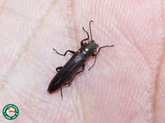 Acropteron