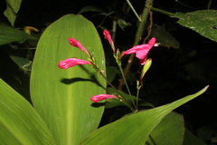 Salvia elegans