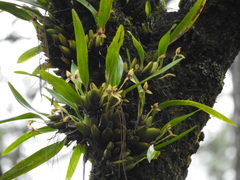 Maxillaria cucullata