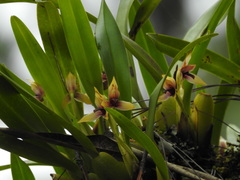 Maxillaria cucullata
