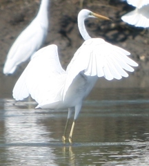 Ardea alba