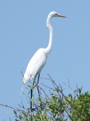 Ardea alba