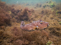 Sphoeroides angusticeps